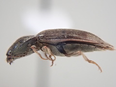 Hypnoidus abbreviatus