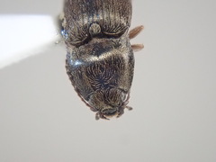Hypnoidus abbreviatus