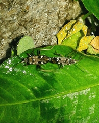 Beosus maritimus