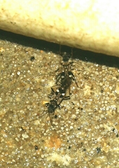 Beosus maritimus