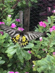 Troides aeacus