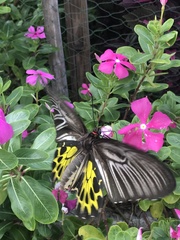 Troides aeacus