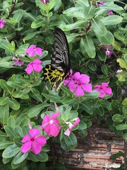 Troides aeacus