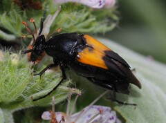 Ripiphorinae