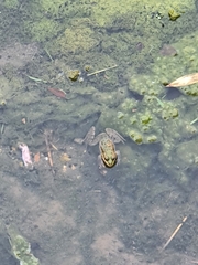 Pelophylax perezi