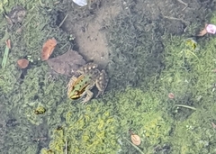Pelophylax perezi
