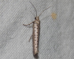Yponomeuta fumigatus