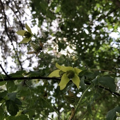Clematis tangutica