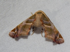 Eutelia callichroma