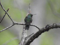 Riccordia swainsonii