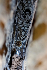 Hemidactylus giganteus