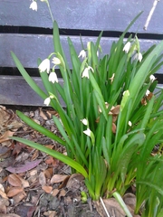 Leucojum