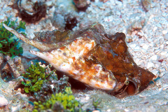 Latissistrombus taurus