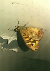 Pararge aegeria aegeria