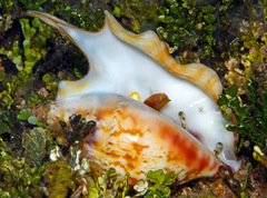 Latissistrombus taurus