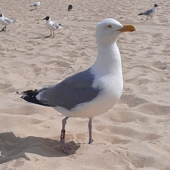 Larus argentatus