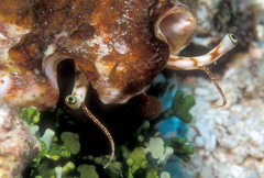 Latissistrombus taurus