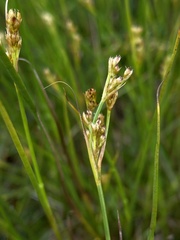 Juncus squarrosus