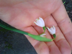 Leucojum