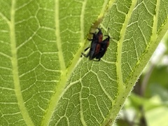 Rhodobaenus quinquepunctatus