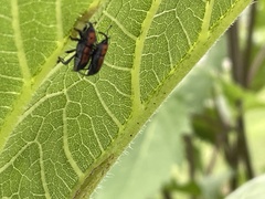 Rhodobaenus quinquepunctatus