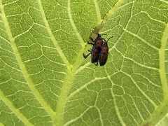 Rhodobaenus quinquepunctatus