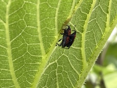 Rhodobaenus quinquepunctatus