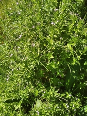 Epilobium glandulosum