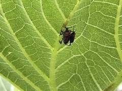Rhodobaenus quinquepunctatus
