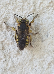 Anthidium florentinum