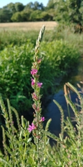 Lythrum salicaria