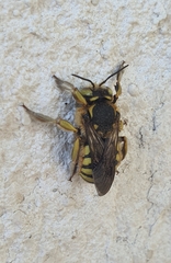 Anthidium florentinum