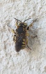 Anthidium florentinum