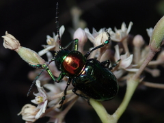 Chrysomelidae
