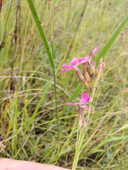 Dianthus membranaceus