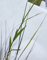 Dianthus membranaceus