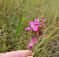 Dianthus membranaceus