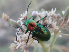 Chrysomelidae
