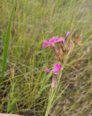 Dianthus membranaceus