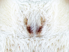 Rhysodromus ablegminus