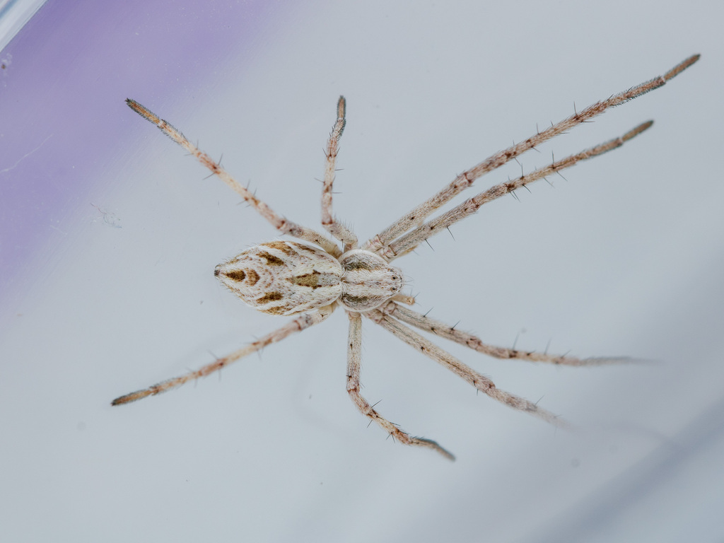 Rhysodromus ablegminus