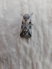 Aleptina inca