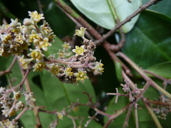 Beilschmiedia caudata