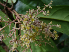 Beilschmiedia caudata