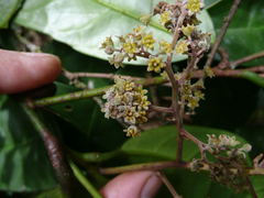 Beilschmiedia caudata