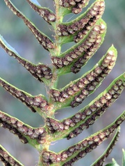 Polystichum imbricans