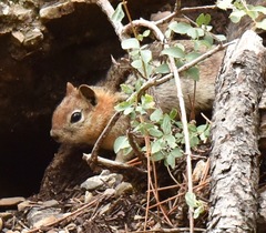 Callospermophilus lateralis certus