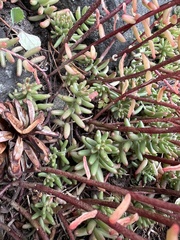 Sedum album