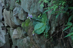 Dorcoceras hygrometricum