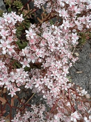 Sedum album